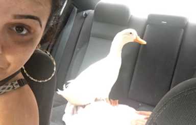 Duck tale! Trio of do-gooders rescue Gravesend quacker