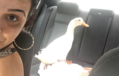 Duck tale! Trio of do-gooders rescue Gravesend quacker