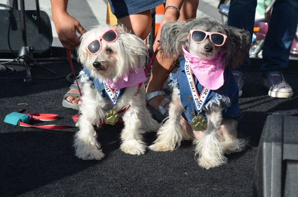 Paw-ful fright: Costumed dogs, locals hit Windsor Terrace for rescue’s Halloween bash