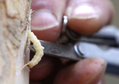 Unprecedented infestation: Invasive beetle species never-before-found in city hits Brooklyn’s Backyard