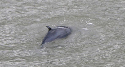 A song for ‘Sludgie’: Slope band’s ballad honors whale that perished in Gowanus Canal