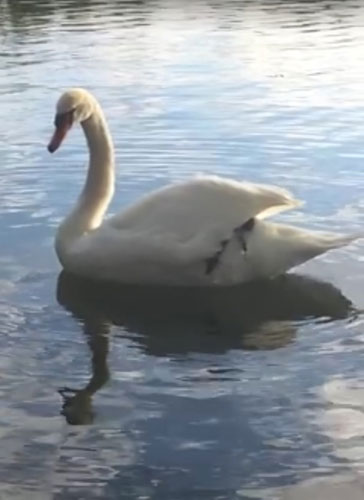 Bye, bye birdie: Injured swan dies shortly after being rescued from P’Park Lake