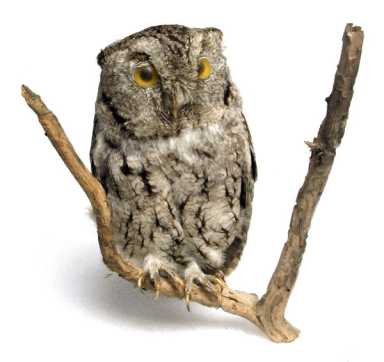 Check them out: Lendable artifacts at the library–museum