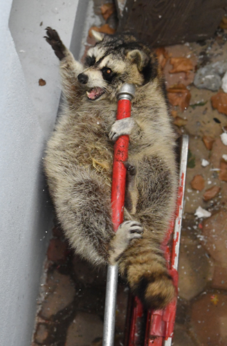 Raccoon removed from daycare’s backyard