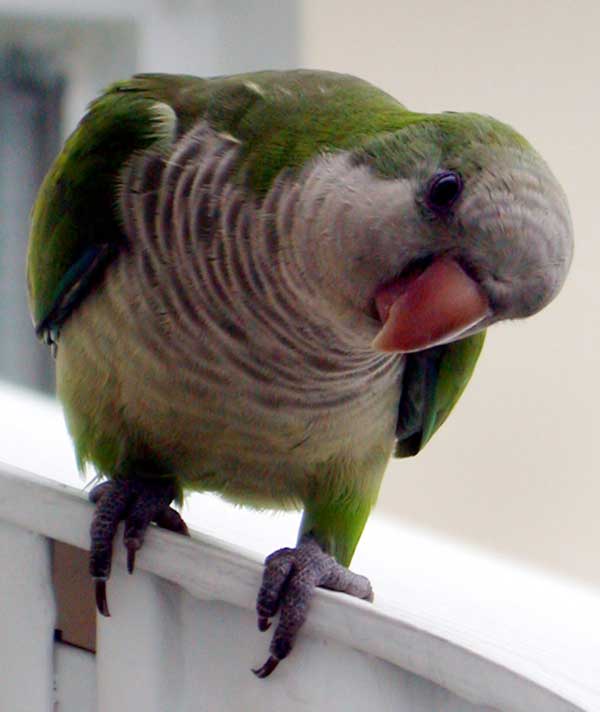 Flew the coop: Guy swipes exotic parrot from Williamsburg pet store, cops say