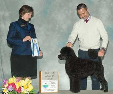All points Westminster: Park Slope breeder to judge nation’s top dog show
