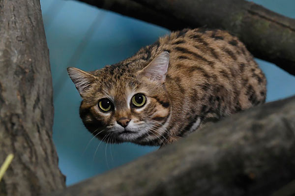 Bachelor on the prowl: Prospect Park zookeepers welcome male African cat, hope female, babies will follow
