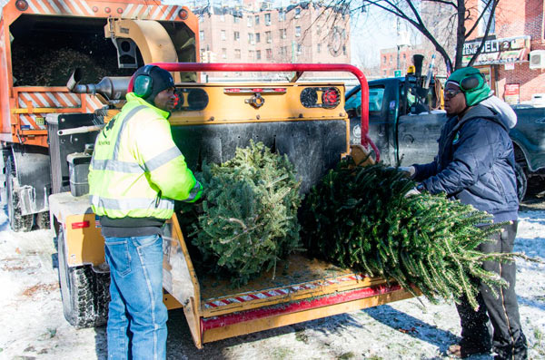 christmas trees get chipped at mulchfest