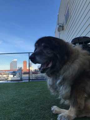 Dogged recovery! Pup left for dead inside plastic bag is back on his paws looking for a forever home