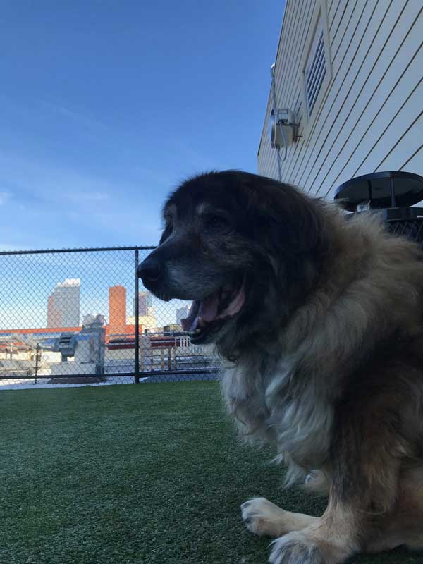 Dogged recovery! Pup left for dead inside plastic bag is back on his paws looking for a forever home