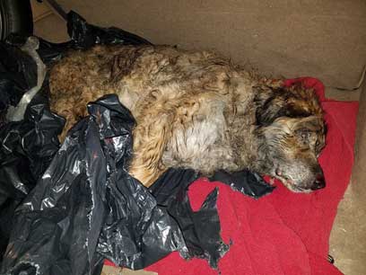 Barking mad: Police looking for maniac who abandoned wounded dog inside plastic bag