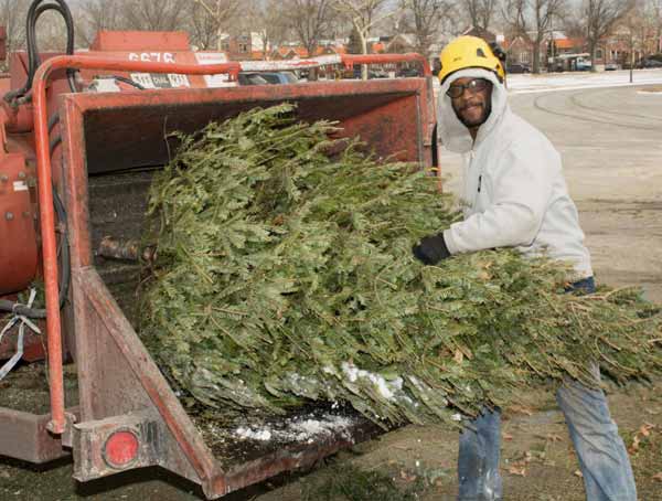 Say fir-well to your old Christmas tree at Mulchfest this weekend