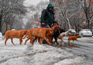 Powder to puddle: Blizzard blankets Bklyn before snow quickly turns to slush