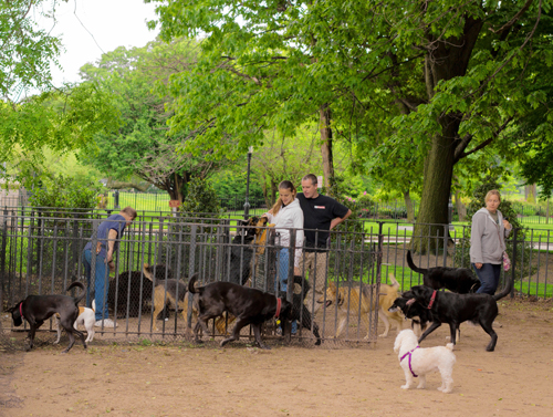Bused in! Dogs from Park Slope, Ditmas Park sent to Dyker Beach Dog Run, critics charge