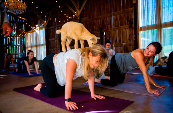 Kid-friendly! ‘Goat Yoga’ clip-clops into Bushwick