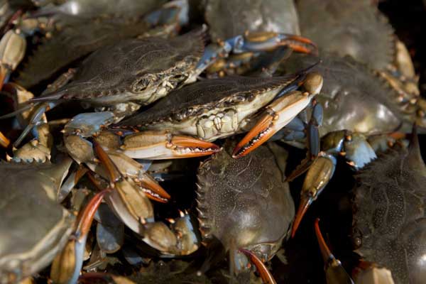 On the hook: Species that live in the Gowanus Canal