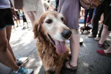Not a shot! Anti-vax movement prompts Brooklynites to withhold inoculations from their pets, vets say
