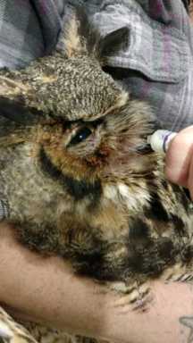 Hoot and bothered: Wildlife advocates demand end to fishing in P’Park after owl caught in line dies