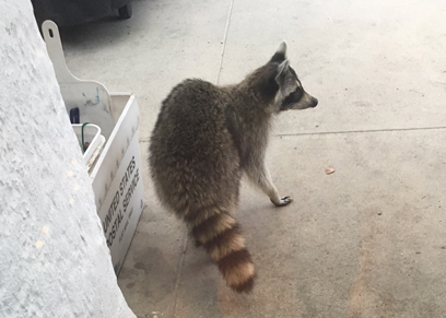 Animal kingdom: Raccoons rampant in Marine Park, residents report