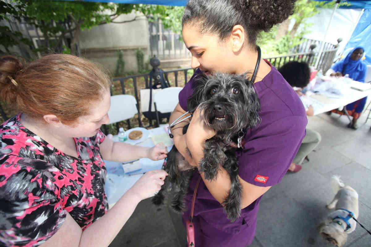Bow-ouch! Vets give local pups free flu shots at Borough Hall