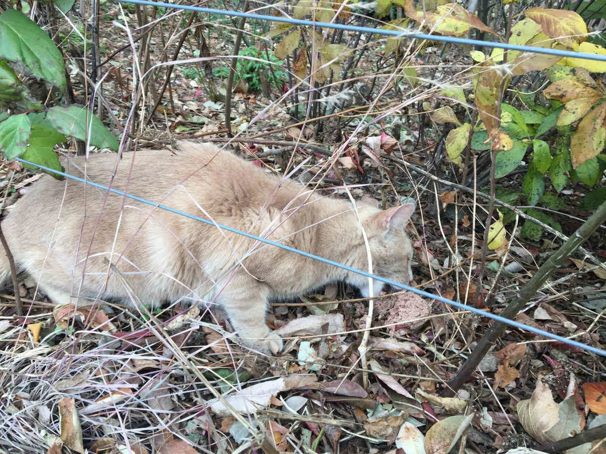 Mind the signs: Brooklyn Bridge Park asks visitors to stop feeding feral cats