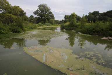 Dogs’ swimming hole in Prospect Park is toxic