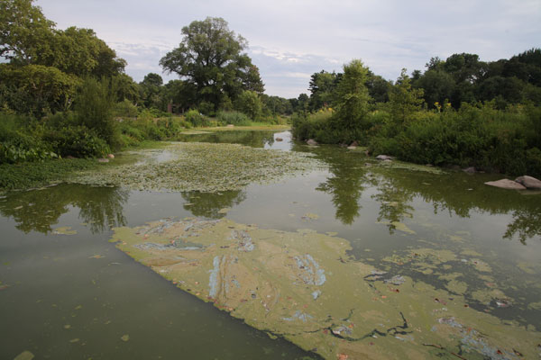 Dogs’ swimming hole in Prospect Park is toxic