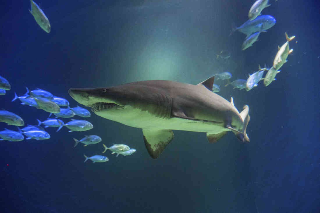 Shark and awe! New Aquarium exhibit celebrates ocean predators
