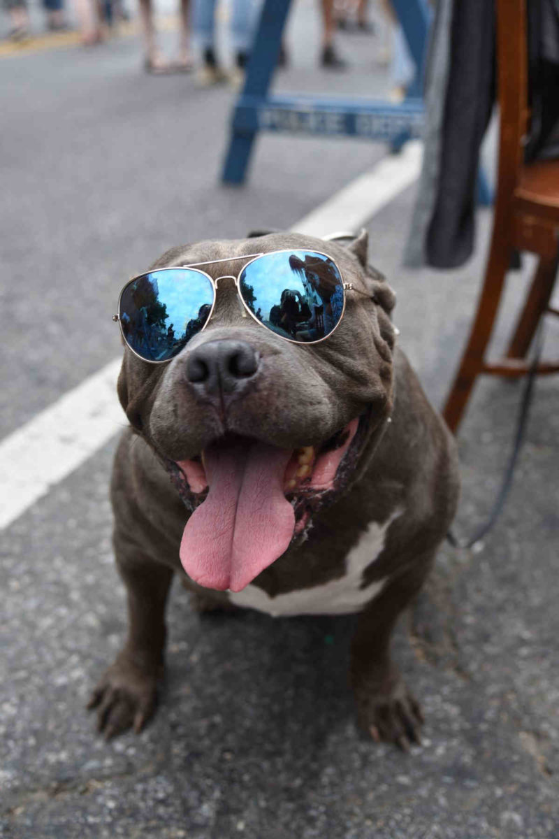 Dogs take the catwalk! Slope summer strolls kick off with show of costumed canines
