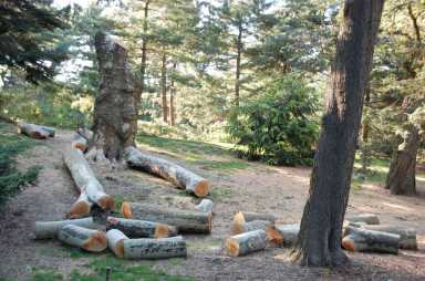Tree’s removal cuts deep: Botanic Garden members cry foul over plan to replace old plant with young sapling