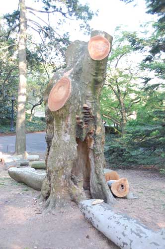 Tree’s removal cuts deep: Botanic Garden members cry foul over plan to replace old plant with young sapling