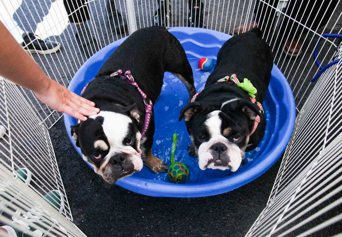 Fun fur all: Locals adopt, bathe dogs at back-to-back boro bashes