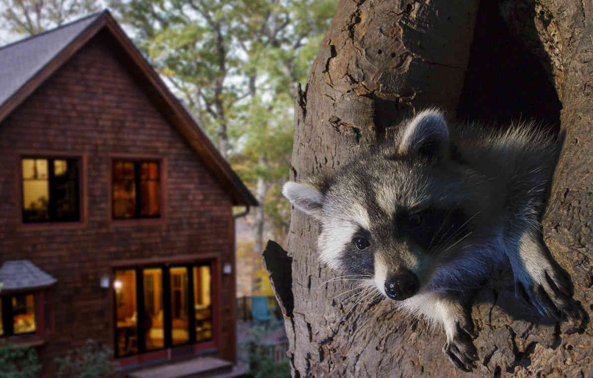 Your backyard: Where the wild things are