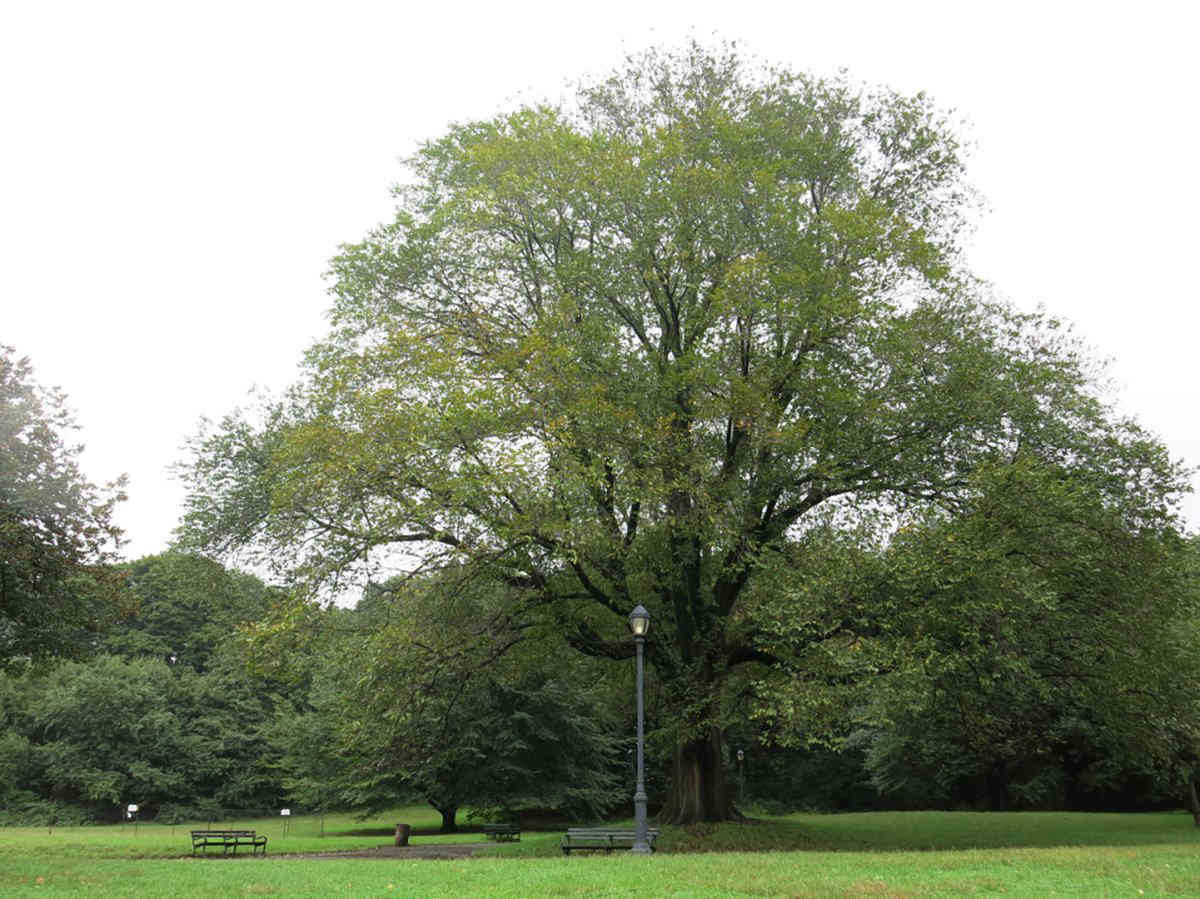 Tree-mendous: Survey unveils hidden eco benefits of Prospect Park plants