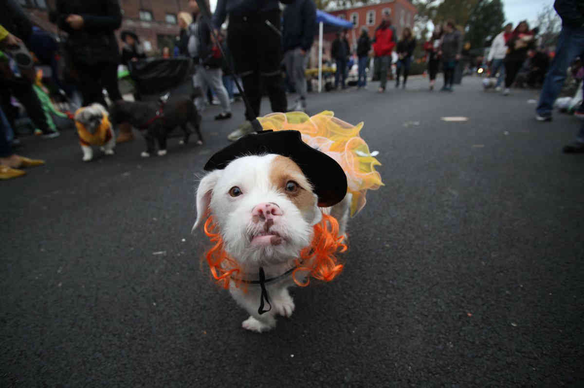 Scary cute! Dressed-up pups strutt their stuff at Terrace rescue’s Halloween bash