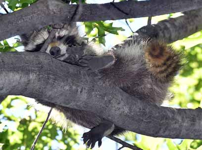 Raccoon evades police on hours-long chase in Ditmas Park