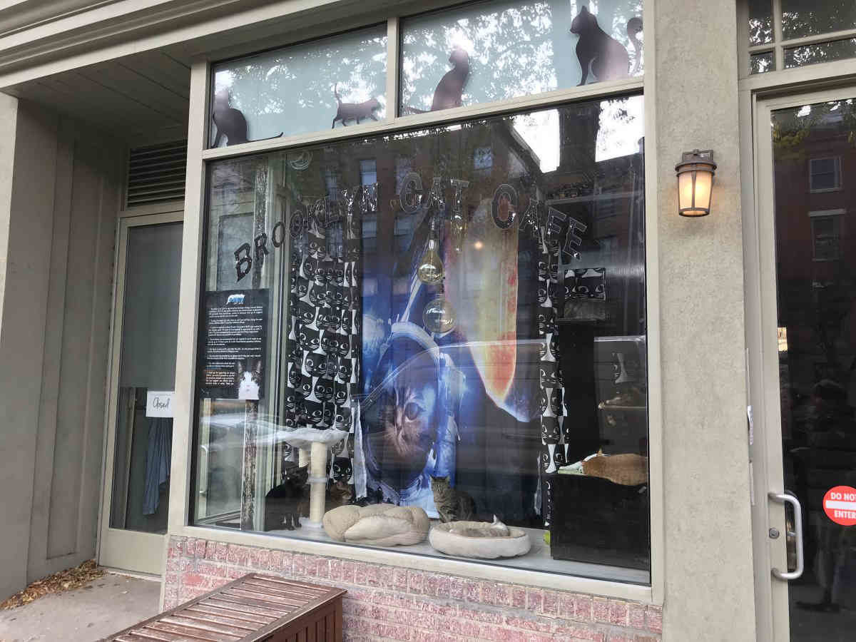 Bklyn Cat Cafe leaving Atlantic Avenue for bigger space in Brooklyn Heights