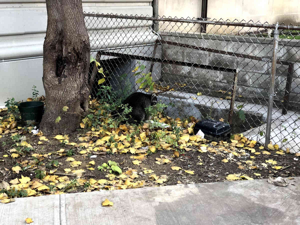 Apparently sick raccoons taking to local streets following distemper outbreak in Prospect Park