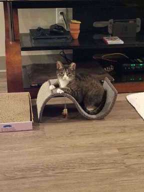Cause for appaws! Southern Brooklynites honored by do-good group for saving stray cat
