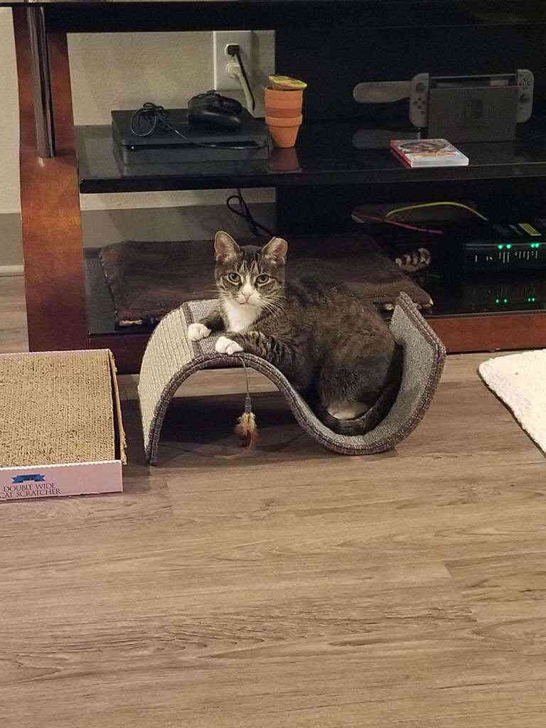 Cause for appaws! Southern Brooklynites honored by do-good group for saving stray cat
