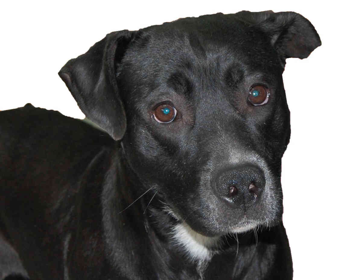 Homeward bound: Lady dog found with lost pup Pickles ready for adoption