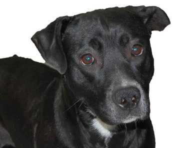 Homeward bound: Lady dog found with lost pup Pickles ready for adoption