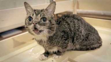 Fuzzy focus: Film celebrates the internet’s best cat videos