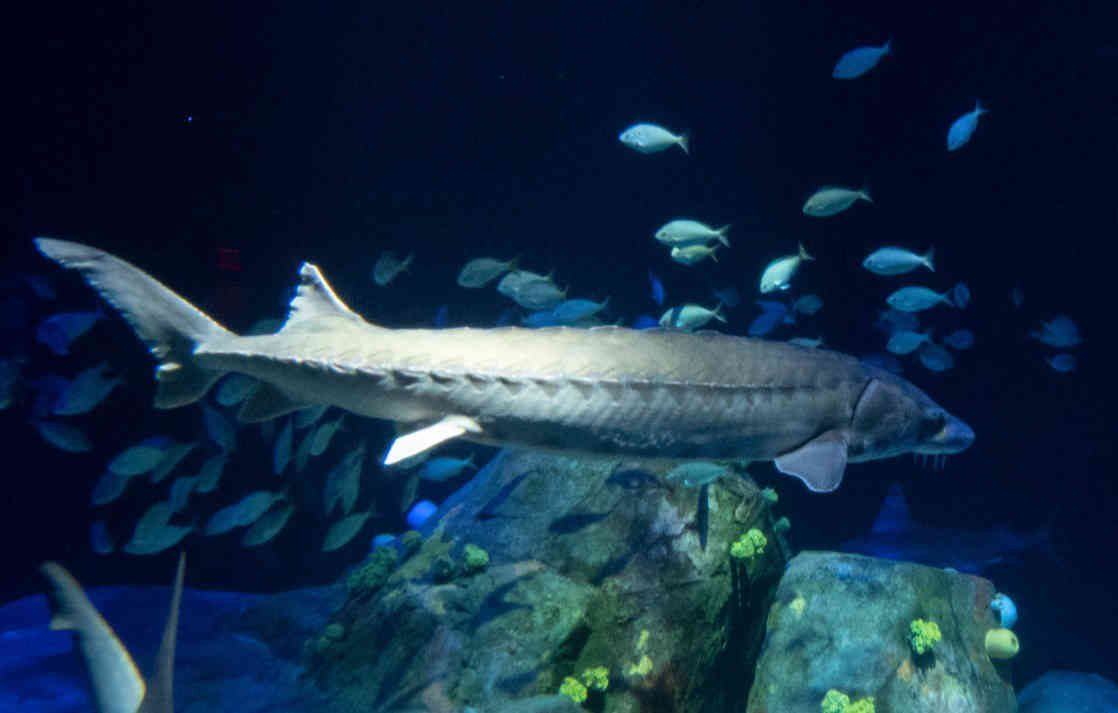 Fish tale Endangered sea creatures join Coney’s New York Aquarium