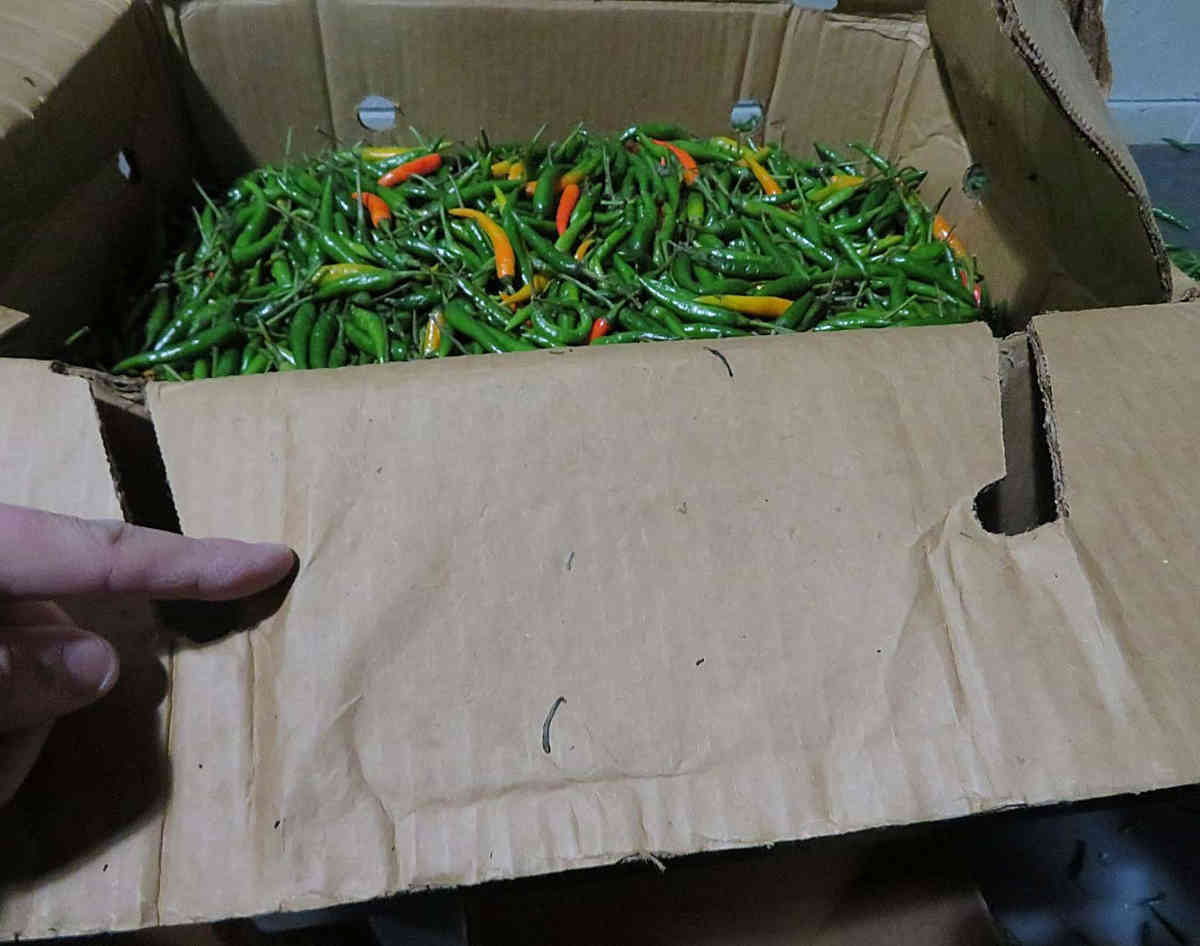 Red hot chili prisoner: Man convicted for scheme to import cocaine hidden in peppers through Red Hook port
