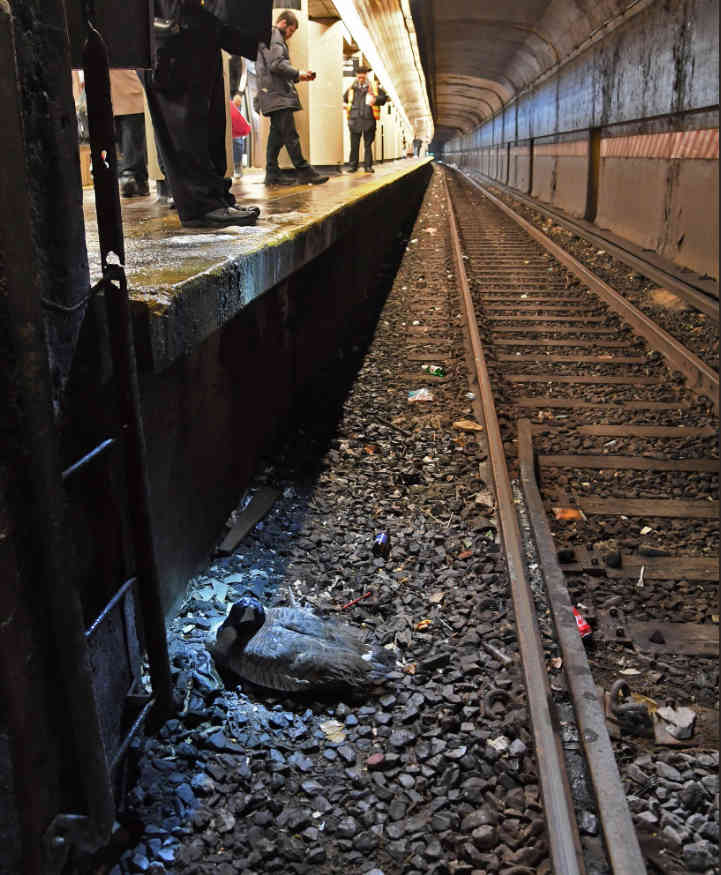 Goosed! Bird upends Q train service for almost two hours before cops recover it from PLG tracks
