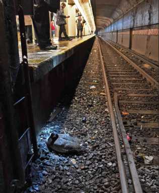 Goosed! Bird upends Q train service for almost two hours before cops recover it from PLG tracks