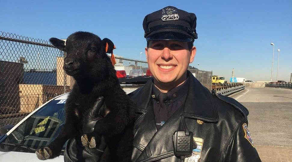 Lamb hop: Baby sheep recovered from Gowanus Expressway