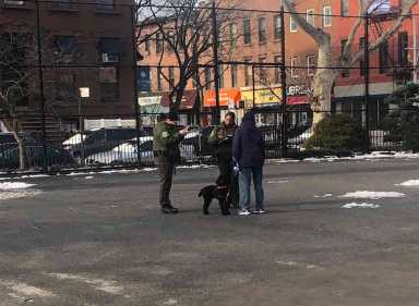 Paws in the air! Dog walkers outraged by Parks Department’s crackdown on off-leash walking in Carroll Park