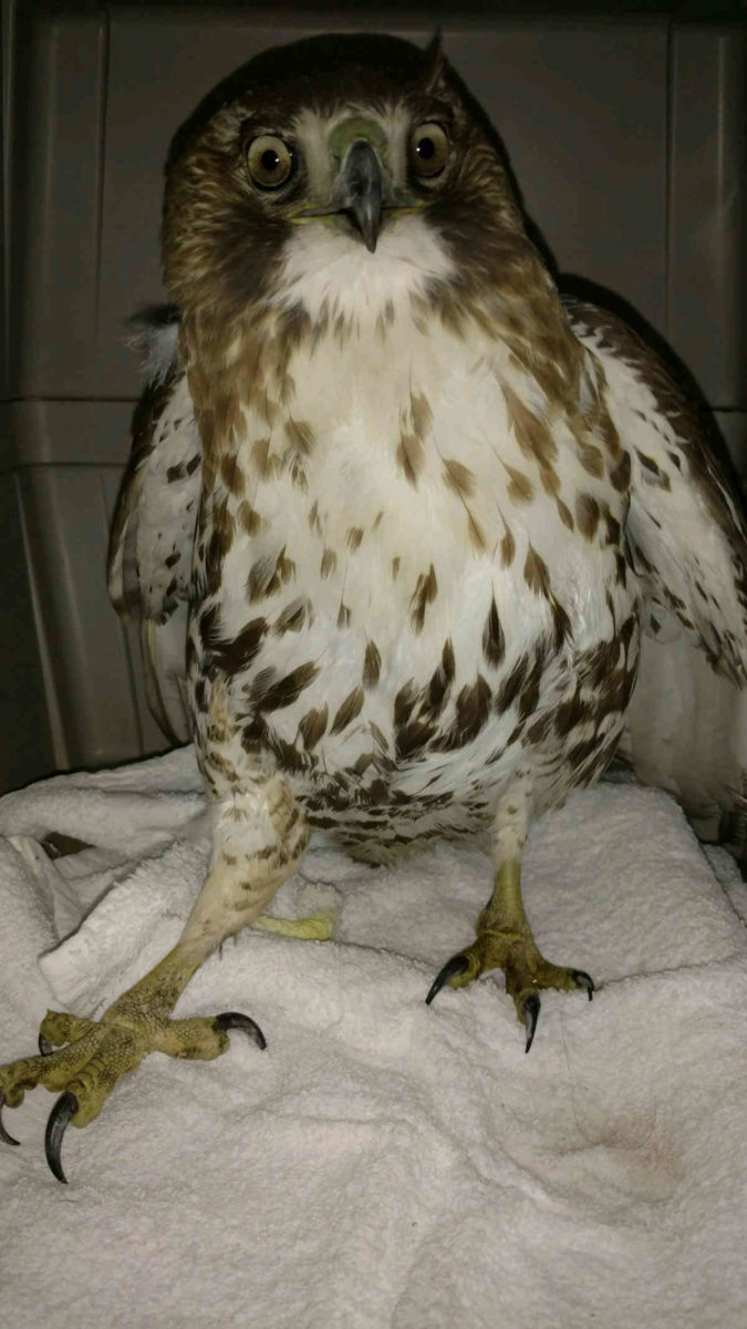Fowl feast: Prospect Park hawk in intensive care after swallowing poisoned rodent
